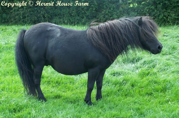 hermits lady orianna